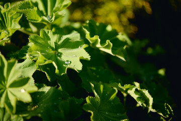 Bunch of green weed, grass or wild plant with round sunlit leaves covered with waterdrops or raindrops growing on flowerbed in the garden