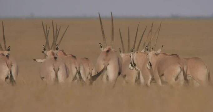Wide pan shot of East African oryxes (Oryx beisa) walking away from the savannah during the evening in Kenya.
