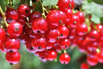 close-up of ripening organic red currant branch in the garden at summer day