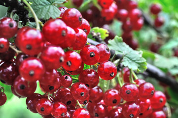 close-up of ripening organic red currant branch in the garden at summer day