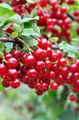 close-up of ripening organic red currant branch in the garden at summer day