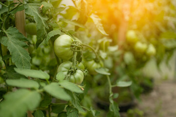 Closeup of cluster of ripe red plum tomatoes in green foliage on bush. Growing of vegetables in greenhouse. High quality FullHD footage. High quality 
