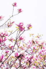 Pink magnolia flowers. Flower bud on a tree branch in the garden. Spring blooming nature