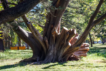 tree in the forest