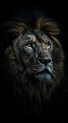 Fototapeta premium Portrait of a majestic male lion with a flowing mane, illuminated by a soft light against a dark background. The image captures the power and presence of the animal