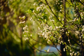 Several thin and fragile branches of cherry tree with tiny blossom and green leaves growing in front of camera in the garden