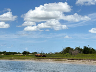 Wild horses on the islands of the Outer Banks. Beaufort, North Carolina