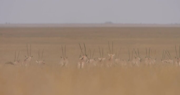 Extreme wide shot of a herd of East African oryxes (Oryx beisa) sprinting away from the savannah during the evening in Kenya