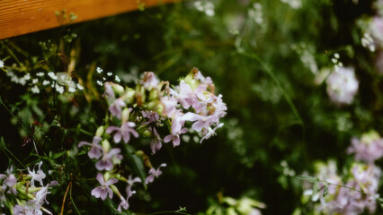 flowers in the park