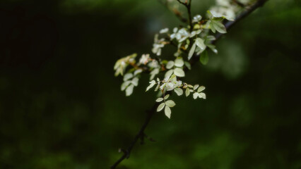 spring in the forest