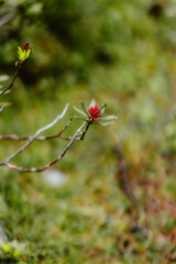 ladybird on a leaf