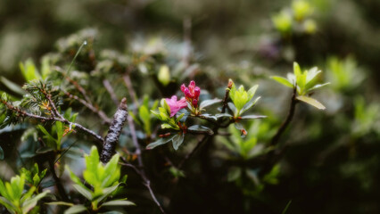 flowers in the garden