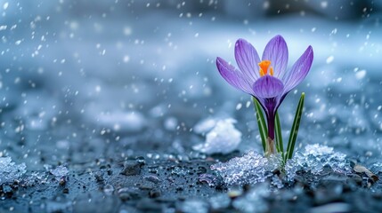 crocus blooming in melting snow, close up,