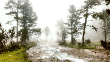 stream in the forest