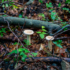Close up of Trooping funnel fungus (Clitocybe geotropa)
