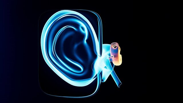 Human auditory system, 3d rendering.