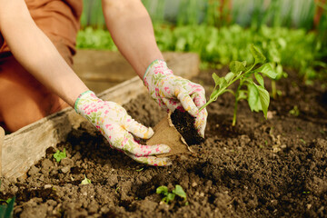 Gloved hands of female gardener taking out green pepper seedling over flowerbed with fertilized soil prepared for replanting