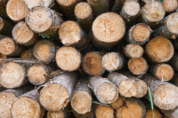 Wood logs background. Natural wooden background. Rows of piled of logs at lumber mill or in forest. Topic of protecting forests from deforestation and nature conservation. Mock up or wallpaper.