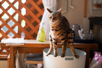 不思議な体勢でトイレをするベンガル猫