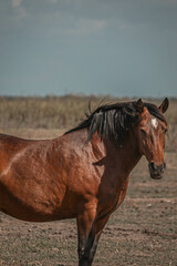 Cavalo castanho