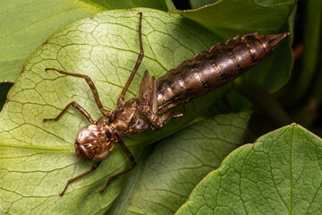 Emperor dragonfly (Anax imperator) female's empty exuvia exoskeleton skin, stock photo nature image
