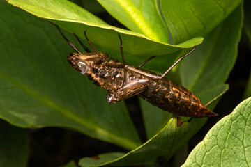 Emperor dragonfly (Anax imperator) female's empty exuvia exoskeleton skin, stock photo nature image