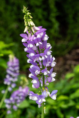 Galega officinalis 'His Majesty' a summer flowering plant with a purple and white summertime flower commonly known as Goat's rue, stock photo gardening image