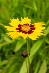 Coreopsis grandiflora 'Sunkiss' a yellow herbaceous perennial spring summer and autumn flowering plant with a yellow summertime flower commonly known as Tickseed, stock photo gardening image