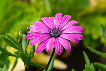 Obraz premium Osteospermum 'Tresco Purple' a summer flowering plant with a purple summertime flower commonly known as African or Cape Daisy stock photo gardening image