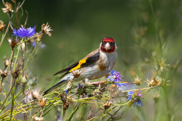  Close-up European goldfinch sits on dry flower stems, eats dry seeds bluets, and looks right toward the camera lens. Close-up European goldfinch on the bluets flower stems on a sunny summer day.