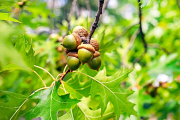 green acorns on an oak tree. Back to school soon