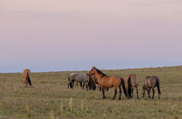 Wild Horses in the Pryor Mountains Montana in Summer