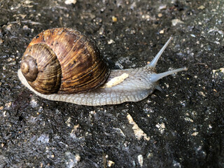 A snail with a brown shell slowly crawls along the wet asphalt, leaving behind a shiny trail of slime. The soft body contrasts with the rough surface of the road.