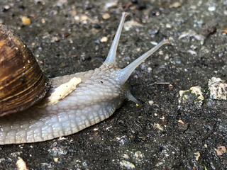 A snail with a brown shell slowly crawls along the wet asphalt, leaving behind a shiny trail of slime. The soft body contrasts with the rough surface of the road.
