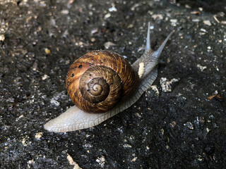 A snail with a brown shell slowly crawls along the wet asphalt, leaving behind a shiny trail of slime. The soft body contrasts with the rough surface of the road.