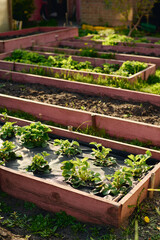 Group of flowerbeds with replanted green strawberry seedlings bordered by wooden boards in large modern garden center