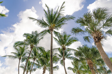 Palms from Miami Beach