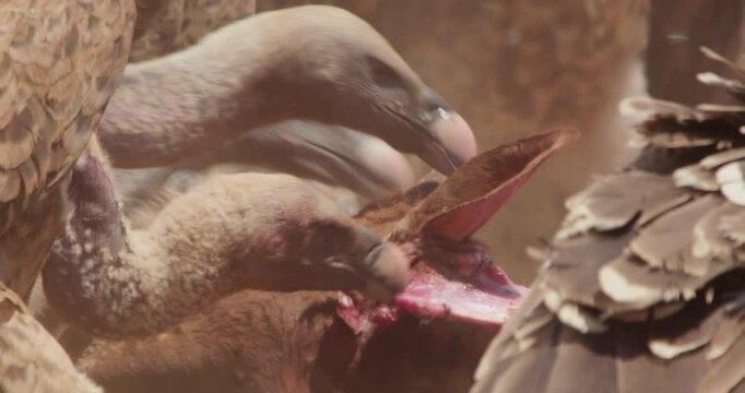  wide  shot of a R&uuml;ppell's griffon vulture (Gyps rueppelli) feasting on a carcass  during the afternoon in kenya