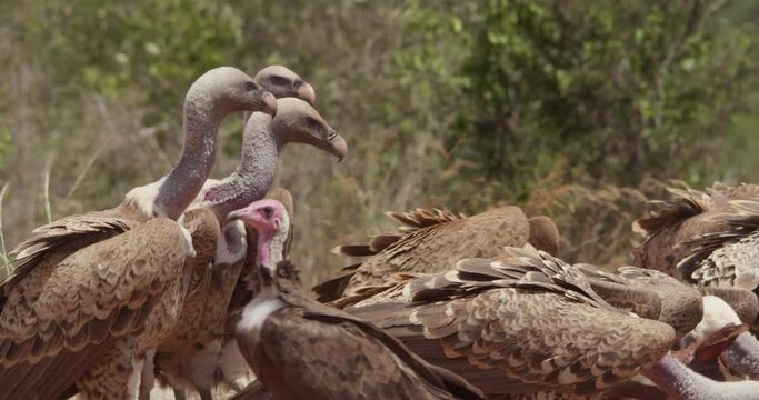  wide  shot of a R&uuml;ppell's griffon vulture (Gyps rueppelli) scavenging on carcass  during the afternoon in kenya