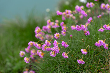 Blumen an der Küste von Nordirland