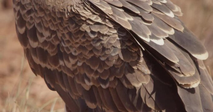  close up shot of a R&uuml;ppell's griffon vulture (Gyps rueppelli) feet as it takes off flying during the afternoon in kenya