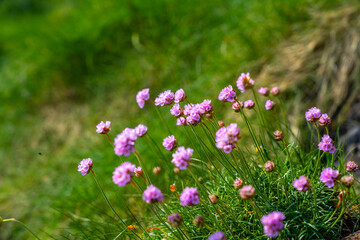 Blumen an der Küste von Nordirland
