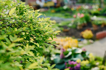 Part of honeysuckle bush with lush green foliage and black berries on thin branches growing in front of camera in modern garden