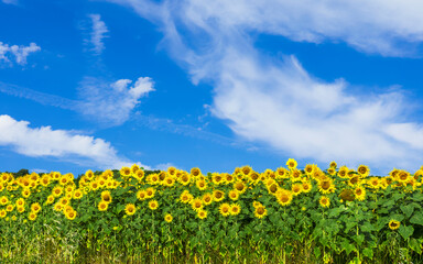 Naklejka premium Flowering sunflowers, beautiful rural landscape