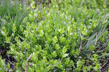 Beautiful nature, spring weather with new greenery, flowers and plants. Green small greenery, grass, small flowers, green meadow.