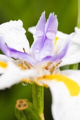 Obraz premium Close up of little, yellow, white and purple flower over grass in garden