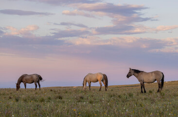 Wild Horses in summer in the Pryor Mountains Montana