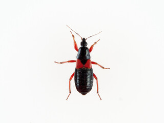 Damsel Bug in a white background. Prostemma guttula. Nabidae family. 