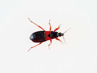 Damsel Bug in a white background. Prostemma guttula. Nabidae family. 