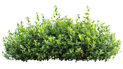 Obraz premium Realistic garden bushe